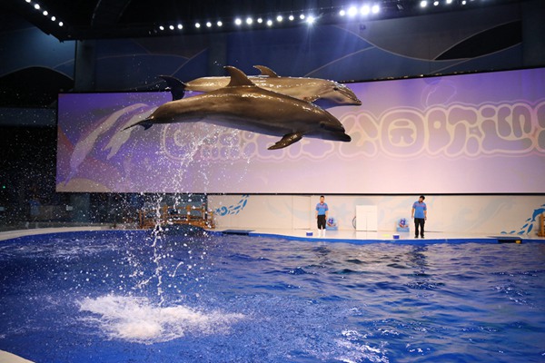 精彩的海豚表演 精彩的海豚表演