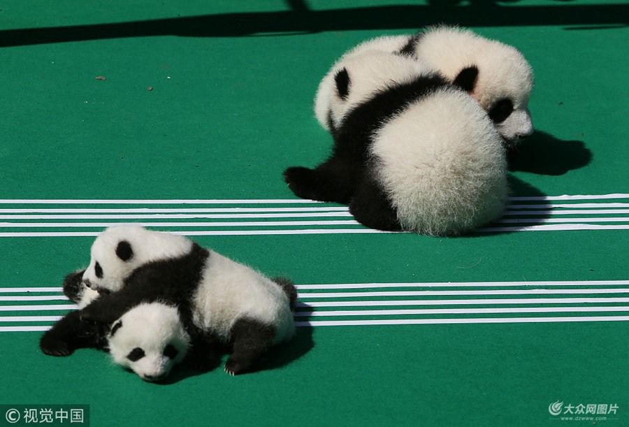 2018��9��28�գ��ڳɶ���؈���������a����ӈ���5ֻ�ɐ۵Ĵ���؈����Ҳ����ʾ�����@��ˇ�g��Ϣ���صġ��������ݡ�Ҳ�R������ɶ��̈� ���t��/ҕ�X�Ї�