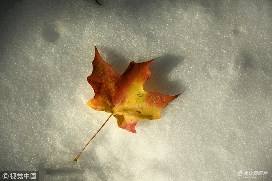 ���ؕr�g2018��10��15�գ��������_�����ݣ�����ӭ��һ���＾���Lѩ�󣬘�ľ���~������՚��Ѹ��׃�t��