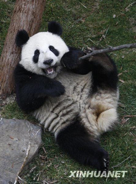 1��20�գ�һֻ����������؈������؈�^����ˣ��