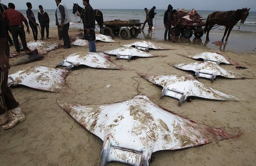 大量魔鬼魚集體擱淺加沙海灘 原因不明尚待探索