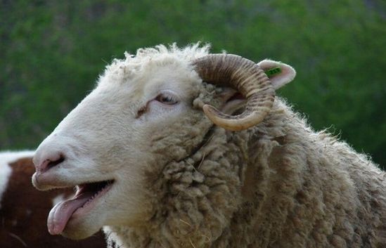 Ӣ��һ�r(n��ng)����Ⱥ�`ʳ������w��ɵЦ��