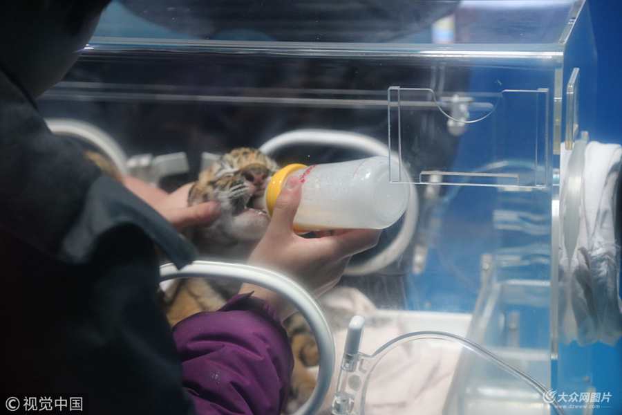 2018��2��20�գ�ɽ�|����Ȫ�Ǻ���O�������У���ֻС�ϻ����ڱ�������ڌ��I��B�T��ι�B��ƿ����������ע�⡣