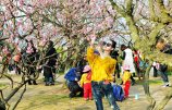 南京:梅花盛開人潮涌.jpg